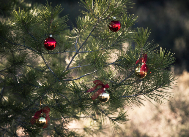 Advent u Brotnju počinje zajedničkim ukrašavanjem božićnog drvca