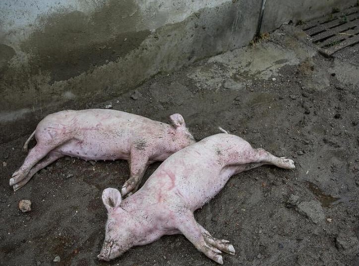 Afrička svinjska kuga i dalje se širi Hrvatskom, ozbiljna prijetnja