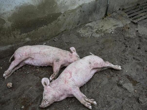 Afrička svinjska kuga i dalje se širi Hrvatskom, ozbiljna prijetnja