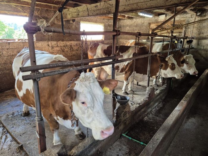 Agonija farmera iz Vogošće: 'Supruga je zaražena brucelozom, strah me za djecu'