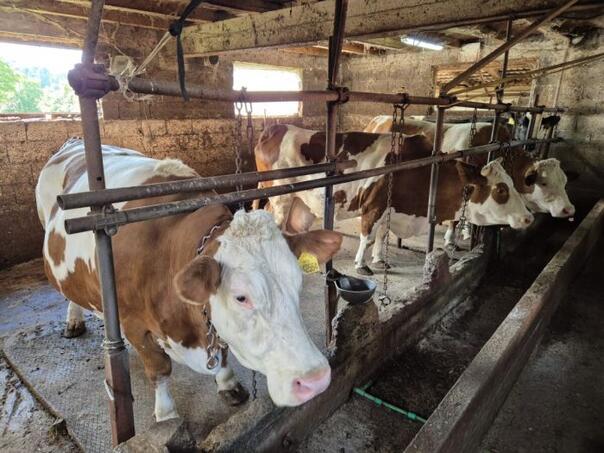 Agonija farmera iz Vogošće: 'Supruga je zaražena brucelozom, strah me za djecu'