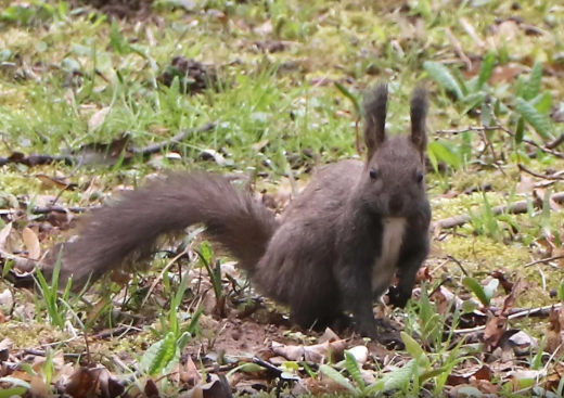 Agresivna vjeverica širi strah u Kaliforniji: Napada koga stigne