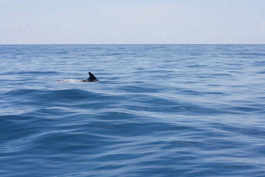 Ajkula duga šest metara viđena kod hrvatskog ostrva