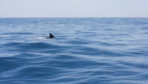 Ajkula duga šest metara viđena kod hrvatskog ostrva