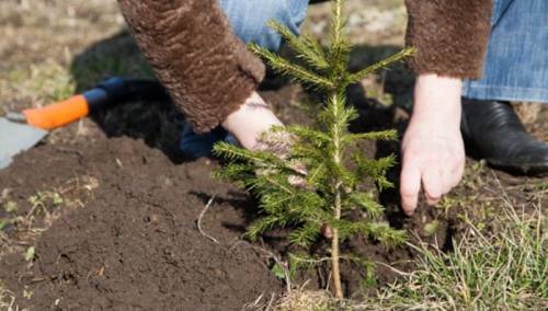 Akcija pošumljavanja povodom Međunarodnog dana šuma