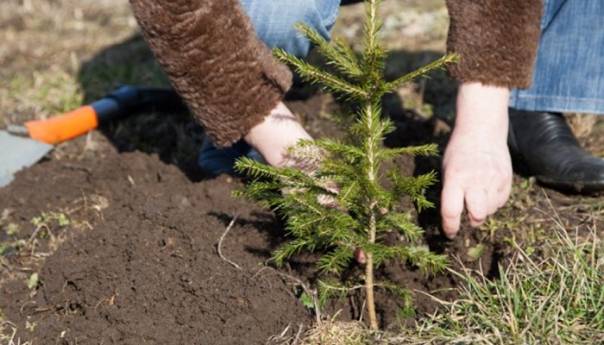 Akcija pošumljavanja povodom Međunarodnog dana šuma