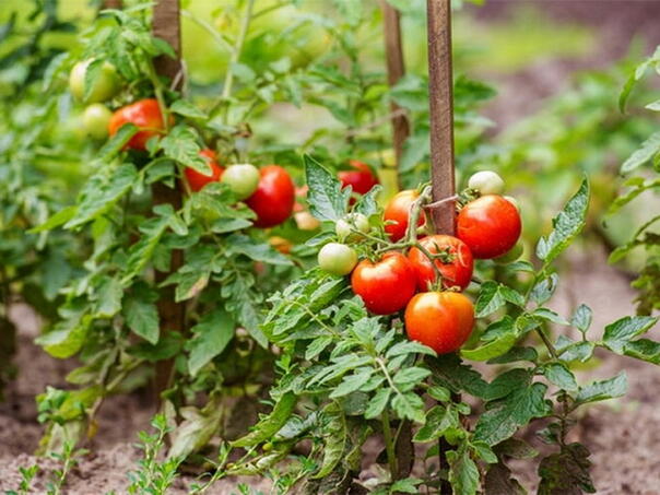Ako bolujete od ovih bolesti ne jedite paradajz