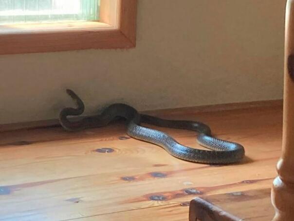 Ako osjetite ovaj miris, možda u kući imate zmiju otrovnicu