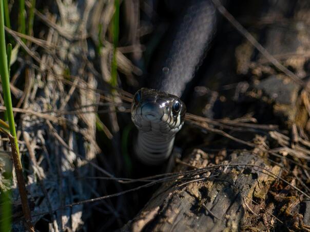 Ako primijetite da vam se zmija približava, uradite jednu stvar – odmah će pobjeći