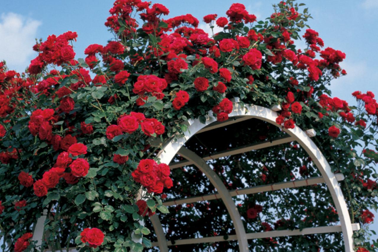 Ako volite ruže, februar ne smijete preskočiti: Jedan potez pravi čudo