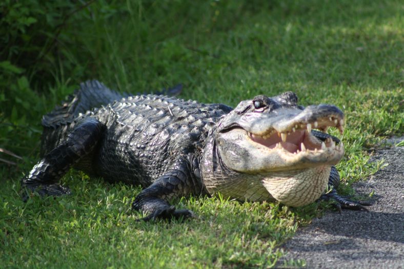 Aligator u SAD usmrtio ženu dok je veslala