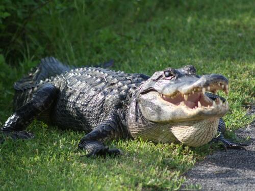 Aligator u SAD usmrtio ženu dok je veslala
