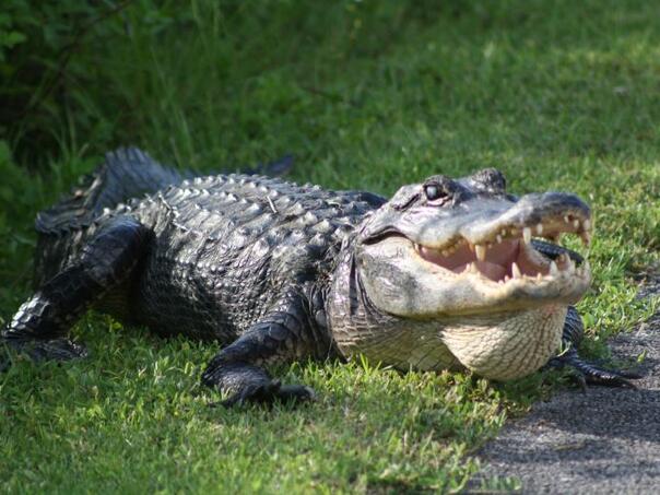 Aligator u SAD usmrtio ženu dok je veslala