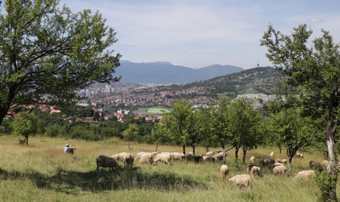 Amer Škrijelj na Panjinoj kuli s ljubavlju uzgaja kurbane