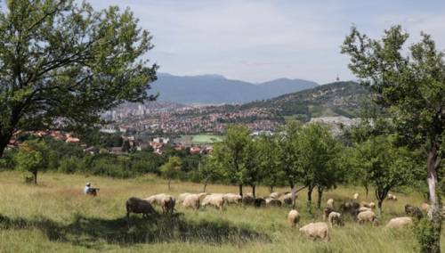 Amer Škrijelj na Panjinoj kuli s ljubavlju uzgaja kurbane