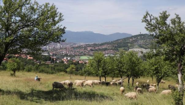 Amer Škrijelj na Panjinoj kuli s ljubavlju uzgaja kurbane