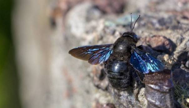 Američki naučnici ponovno uočili rijetku plavu pčelu, mislilo se da je izumrla