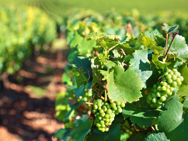 Američki naučnici razvili biorazgradiv materijal od čokota vinove loze, cilj smanjenje plastičnog otpada