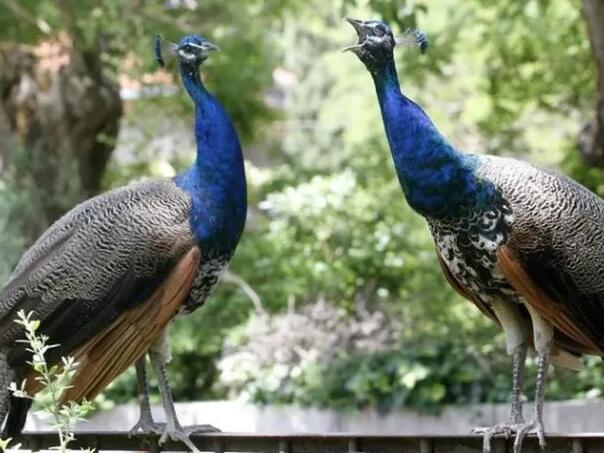 Amerikanac uhapšen nakon što je iz inata ubio dva kućna pauna