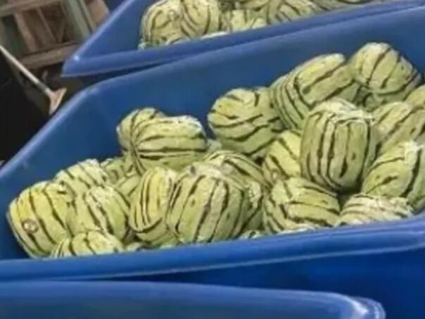 Amerikanci otkrili lažne lubenice pune droge