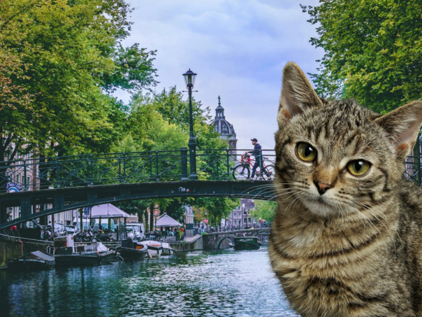 Amsterdamski kanali dobit će stube za spašavanje mačaka od utapanja