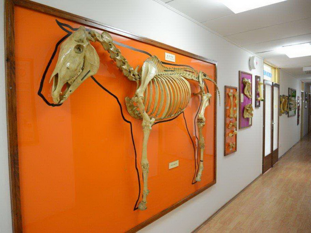Anatomski muzej Veterinarskog fakulteta UNSA neiscrpan izvor za naučnoistraživački rad