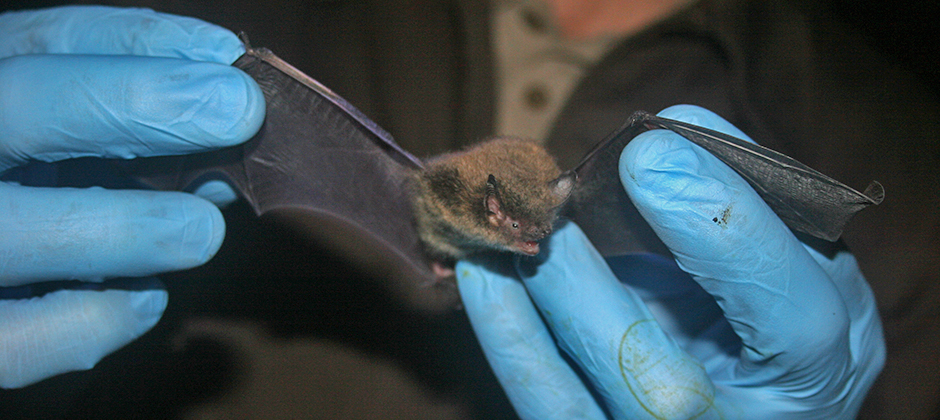 AP: COVID-19 najvjerovatnije preko životinja prenesen na ljude