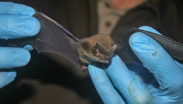 AP: COVID-19 najvjerovatnije preko životinja prenesen na ljude