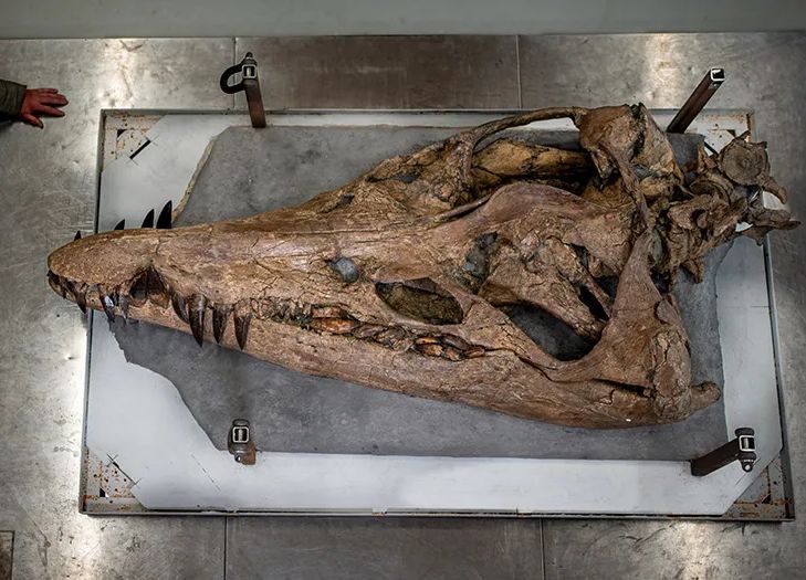 Arheolozi u Engleskoj iskopani ogromno drevno morsko čudovište, imalo je tri oka