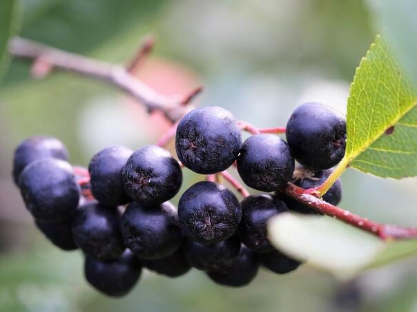 Aronija - korisna zaštita od mnogih oboljenja
