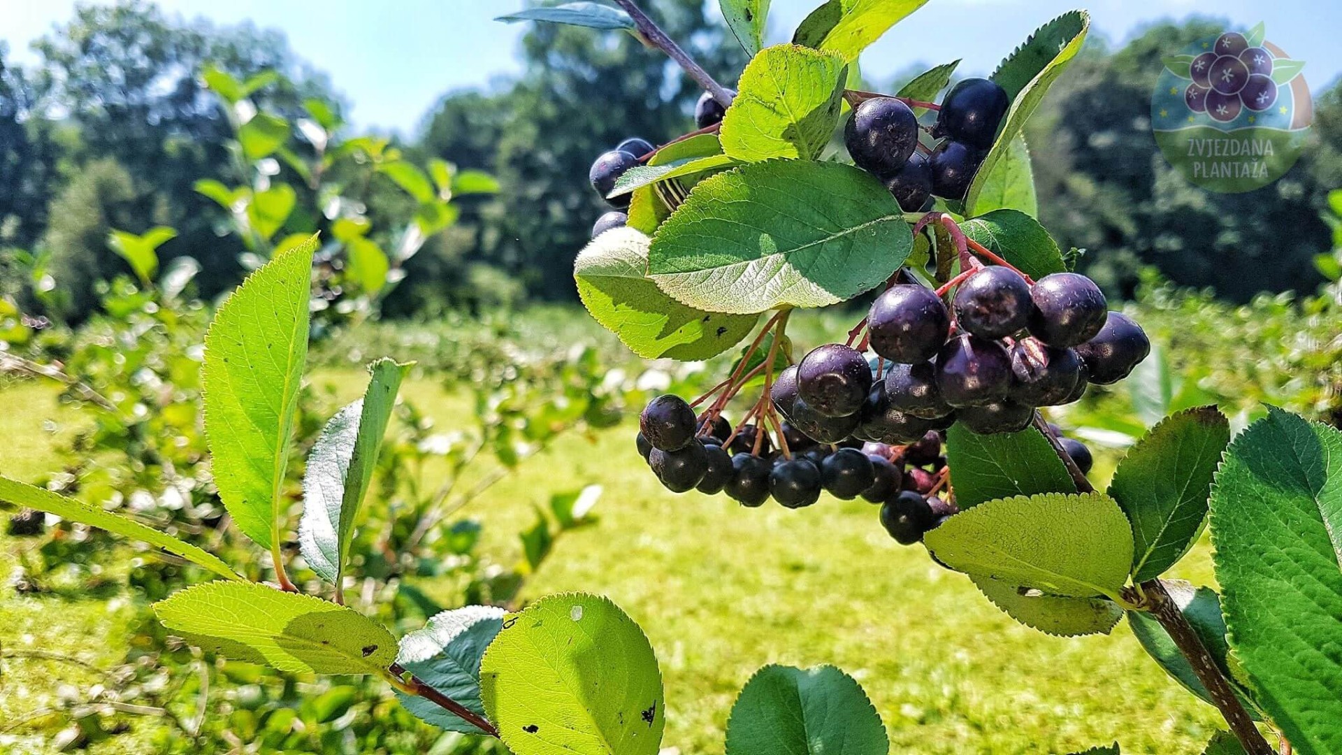 Aronija – moćna bobica koja štiti srce, jetru i pomaže u borbi protiv raka