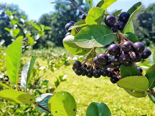 Aronija – moćna bobica koja štiti srce, jetru i pomaže u borbi protiv raka