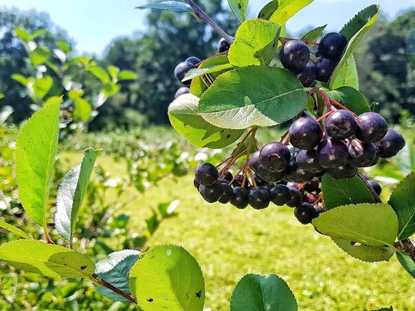 Aronija – moćna bobica koja štiti srce, jetru i pomaže u borbi protiv raka