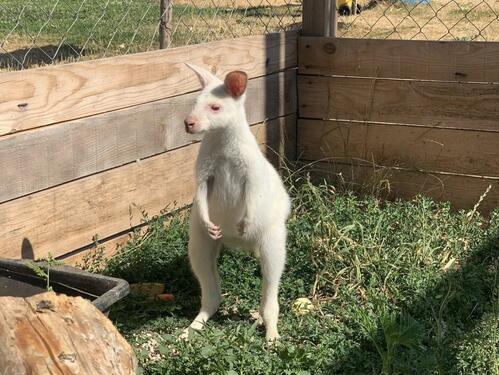 Atrakcija u BiH: Pojavio se bijeli kengur, evo gdje živi!