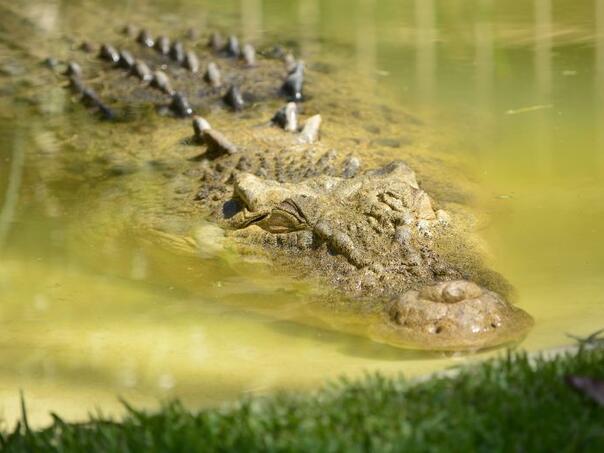 Australija: Krokodil progutao muškarca