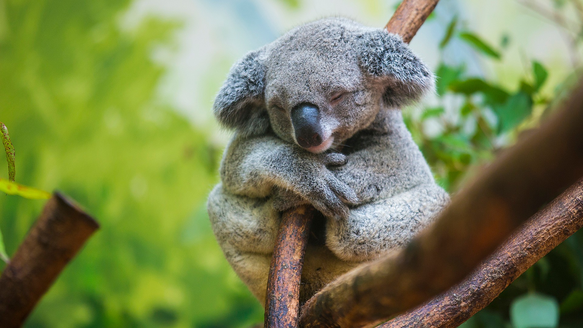 Australija stavila koale na listu ugroženih životinja