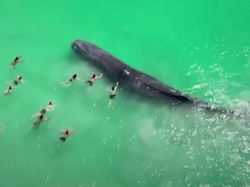 Australija: Uginuo kit koji je plivao s kupačima