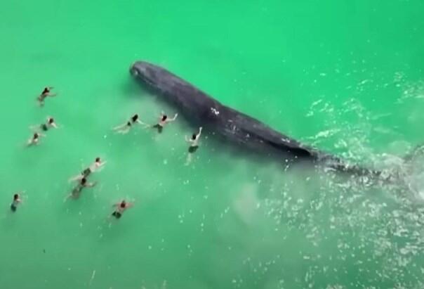 Australija: Uginuo kit koji je plivao s kupačima