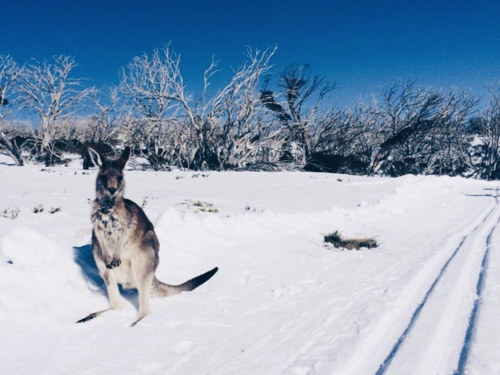 Australija: Velike snježne padavine u Novom Јužnom Velsu, hiljade ljudi bez struje