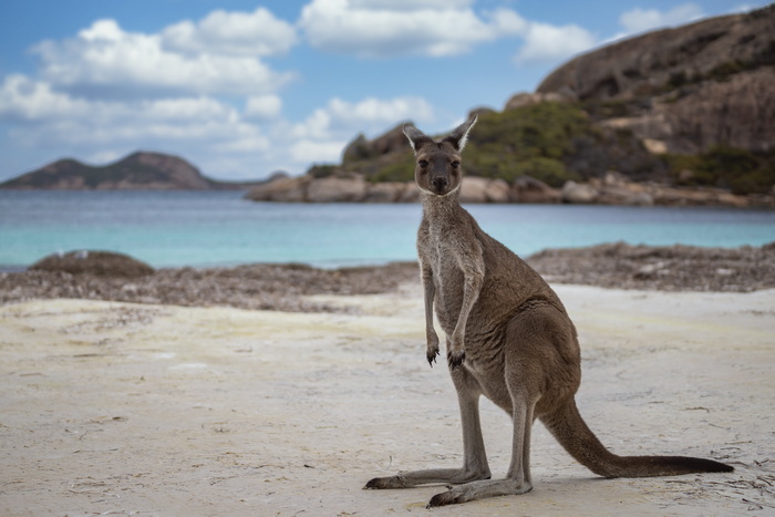 Australska ekologinja: Klokane je bolje ustrijeliti nego da umiru od gladi