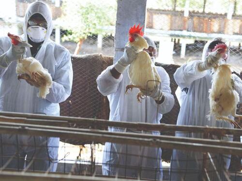 Austrija proglasila rizik na nivou cijele zemlje zbog ptičje gripe