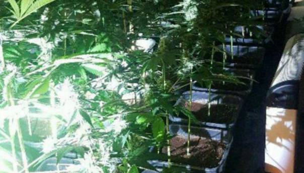 Austrijanac u Prozoru imao laboratorij za uzgoj marihuane