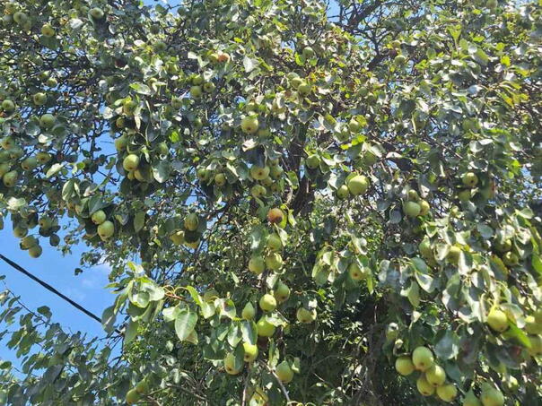 Autohtone sorte voća blago koje nestaje s naših prostora, potrebno ih sačuvati od zaborava