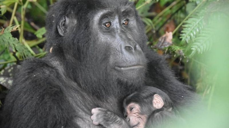 Baby boom rijetkih gorila u Ugandi