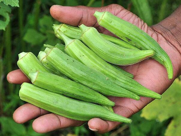 Bamija iz Brčkog dobila oznaku geografskog porijekla