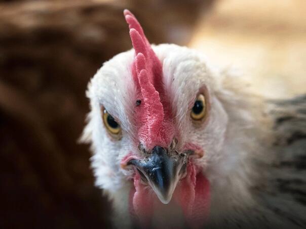 Banda od 100 divljih kokošaka teroriše selo u Engleskoj