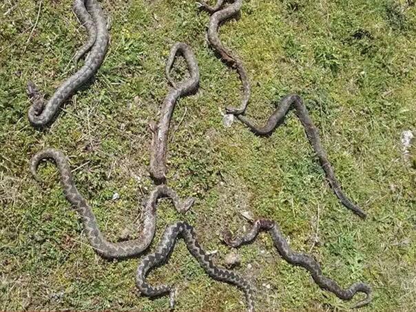 Banjalučanin slagao drva, pa pronašao sedam poskoka