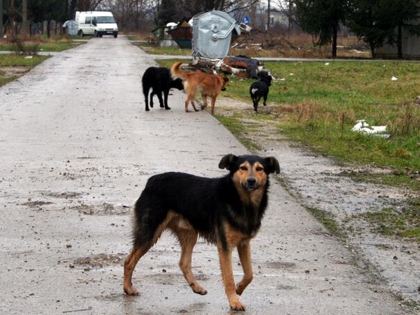 Banjalučanina napale lutalice dok je ispraćao goste, završio u hitnoj