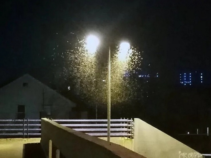 Banju Luku preplavili sitni, zeleni skakavci