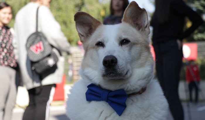Bazar 'Pruži ljubav šapi' okupio ljubitelje pasa i mačaka 